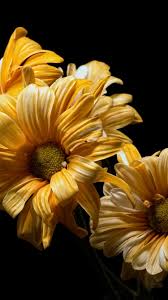 A gloriosa daisy with a black cone means the inner half of the petals has a dark color that forms a dramatic ring around the eye. Yellow Flowers Close Up Black Background 750x1334 Iphone 8 7 6 6s Wallpaper Background Picture Image