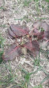 Image result for Rumex abyssinicus