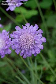 Ritz blue pincushion flower is a fine choice for the garden, but it is also a good selection for planting in outdoor pots and containers. Plantfiles Pictures Lomelosia Dwarf Pincushion Flower Scabiosa Ritz Blue Lomelosia Japonica By Growin