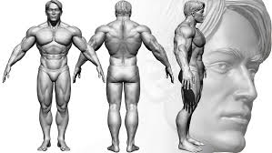 Artstation Basemesh Muscular Male Resources 'male _human_skeleton.ma' 59,768 polys / 66,431 verts muscular african american male with full body skeleton 3d model. basemesh muscular male