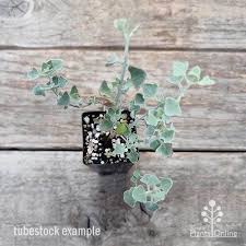 Image result for Rhagodia