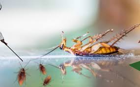 Doing pest extermination demands one to have knowledge of using cleaners. Benefits Of Preferring The Best Pest Control Services In Ajmer Pest Control Services
