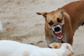 Dallas animal services (das) is one of the largest municipal animal shelters in the country, taking in any dallas pet in need, regardless of space. Dallas Animal Control Phone Number Who To Call