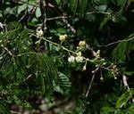 Image result for Acacia schweinfurthii