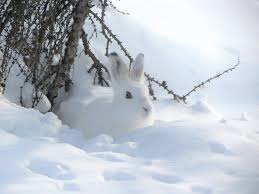 Wenn kinder ein arbeitsblatt mit tierspuren im schnee bekommen, steigt ihr interesse für die natur. 16 12 Tierspuren Im Schnee Grunschnabel