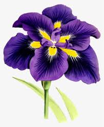 Download Big Image Iris Flower Clip Art Free Png Image Transparent Png Free Download On Seekpng
