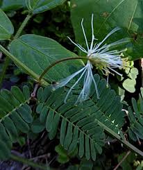 Image result for Albizia lebbeck