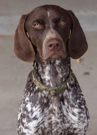 Some dogs like the dachshund have short feet and a long body bred for hunting in burrows. Pin On Doggie Stuff