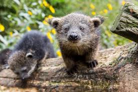 They are led by mama binturong. Binturong Zooborns