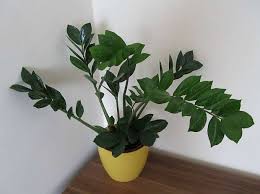 Image result for Zamiokulkas Zamioculcas