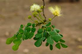 Image result for Albizia antunesiana