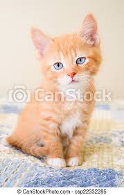 Yellow kitten hd animal wallpaper. Cute Orange Kitten Sitting On A Blue And Yellow Quilt Adorable Ginger And White Kitten Sitting On A Blue And Yellow Blanket Canstock
