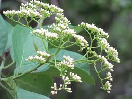 Image result for Ehretia cymosa