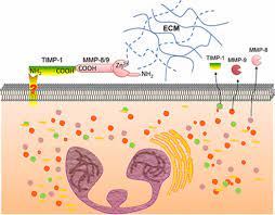 List of 170 best pmn meaning forms based on popularity. Tissue Inhibitor Of Metalloproteinase 1 Promotes Polymorphonuclear Neutrophil Pmn Pericellular Proteolysis By Anchoring Matrix Metalloproteinase 8 And 9 To Pmn Surfaces The Journal Of Immunology