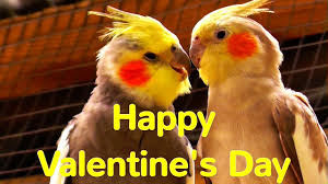 Mostly youngsters celebrate this festival for shows feeling of love. Happy Valentine S Day Youtube
