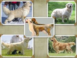 Choosing The Right Puppy Different Types Of Golden Retrievers Golden Retriever Puppies Retriever
