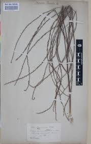 Image result for Ceratotheca integribracteata