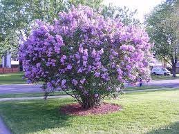 #4 of 12 hotels in mackinac island. Lilac Tree Lilac Tree Lilac Bushes Landscaping Trees