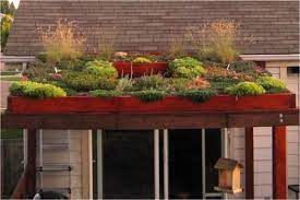 Small Scale Green Roof Green Roof Garden Green Roof Green Roof Benefits