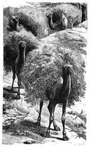 Camel supports the dead letter channel from the eip patterns using the deadletterchannel processor which is an error handler. The Project Gutenberg S Ebook Of Bible Animals By J G Wood