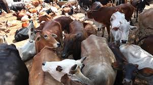 Image result for pictures of cattle sale mela