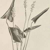 Image result for Radinosiphon leptostachya