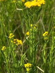 Image result for Sisyranthus imberbis