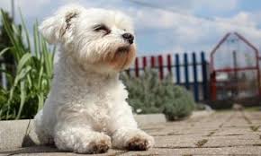 Don't allow your pom to gain too much weight. 12 Tips To A Long Life For Your Maltese