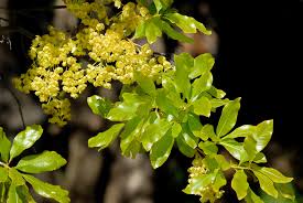 Image result for Ochna