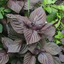 Image result for Coleus alpinus