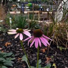 Image result for Pavonia rogersii