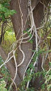 The relocation didn't effect it at all, though take as much rootball as possible, replant at the same height, and water in well. Maryland Plants Vines Groundcovers