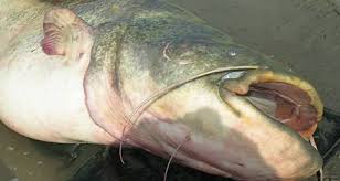While this is certainly an. What S Trending Giant Catfish Home Explosion Caught On Tape And Glow In The Dark Ice Cream Don T Miss This Enidnews Com