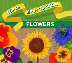 Start with the species that can survive indoors. Top 10 Easy To Grow Flowers And Seeds Thompson Morgan