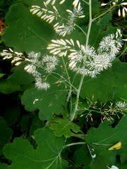 葉はイチジクにソックリだが こんな花が ふれあいの森特派員