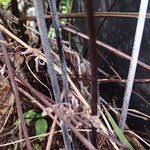 Image result for Pityrogramma rupicola