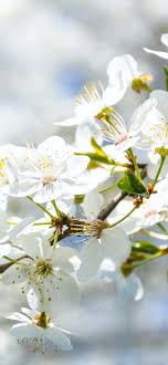 201,000+ vectors, stock photos & psd files. Spring Wallpapers For Iphone Hd Quality Spring Backgrounds Anastasia Free Spring Wallpaper Spring Wallpaper Iphone Spring Wallpaper