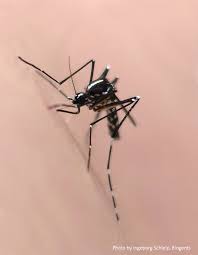 If an asian tiger mosquito infestation is suspected, a licensed pest control professional should be called to assess the problem and recommend a treatment method. Asian Tiger Mosquitoes Aedes Albopictus Biogents Ag