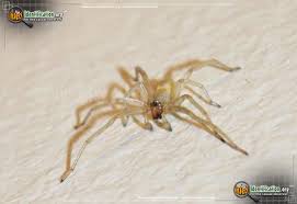 Image result for yellow sac spider bite skin