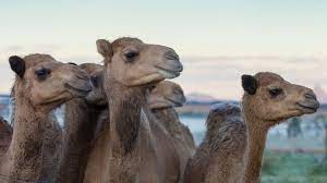 Camel milk has some interesting healing properties that may be of use in helping to heal why were camels on my mind? Would You Drink Camel Milk Bbc News