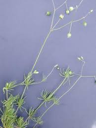 Image result for Spergula