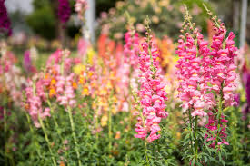 Check spelling or type a new query. 10 Flowers You Should Plant In Your Garden Right Now Southern Living