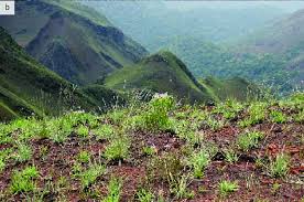 Image result for Rhytachne