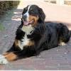 To advance this breed to a state of similarity throughout the world; 1