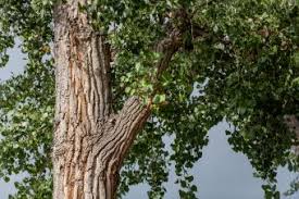 Cottonwood trees grow fast and are easy to grow so take a closer look at them by learning all about the different types of cottonwood trees, including their place in history and many uses. Cottonwood Trees Lovetoknow