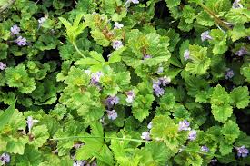 Creeping jenny looks almost the same as charlie but doesn't have scalloped leaves. Creeping Charlie How To Get Rid Of Ground Ivy Epic Gardening