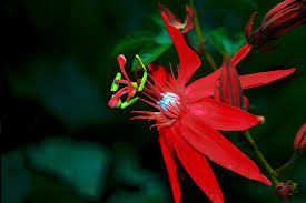 Check spelling or type a new query. Amazon Rainforest Flowers Photos Info Thinkjungle Com