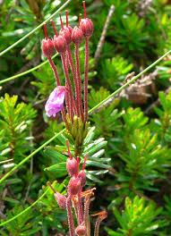 Image result for Phyllodoce breweri