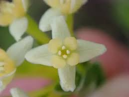 Image result for Gnidia