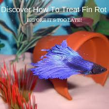 Betta Fish Fin Rot Can It Be Cured About Betta Fish Tanks Betta Fish Tank Fish Betta Fish